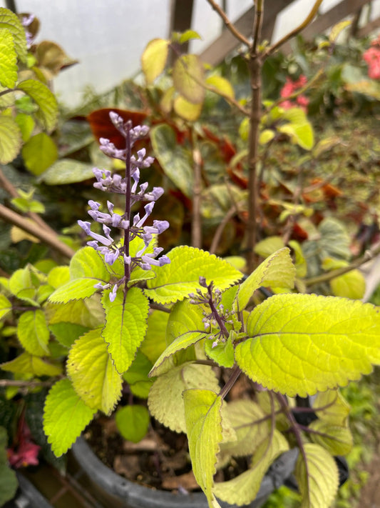 Plectranthus zuliensis - Mason House Garden