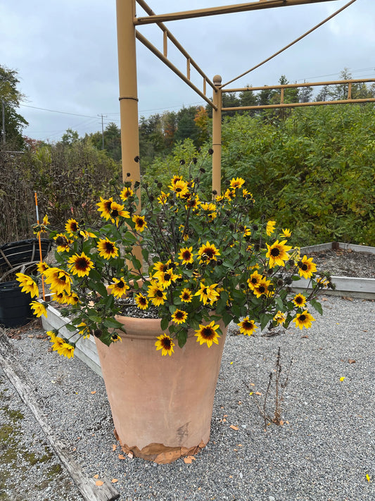 Helianthus Sunbelievable Brown Eyed Girl - Mason House Garden