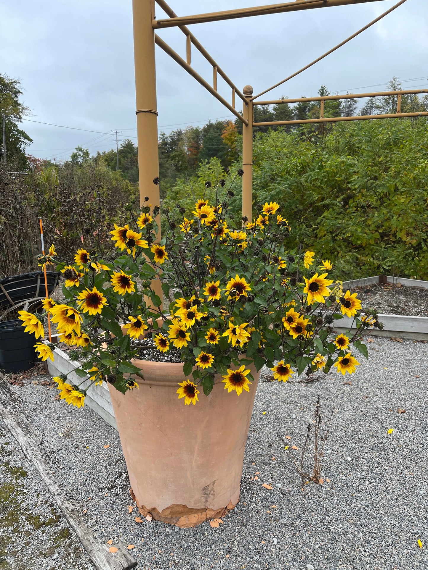 Helianthus Sunbelievable Brown Eyed Girl - Mason House Garden