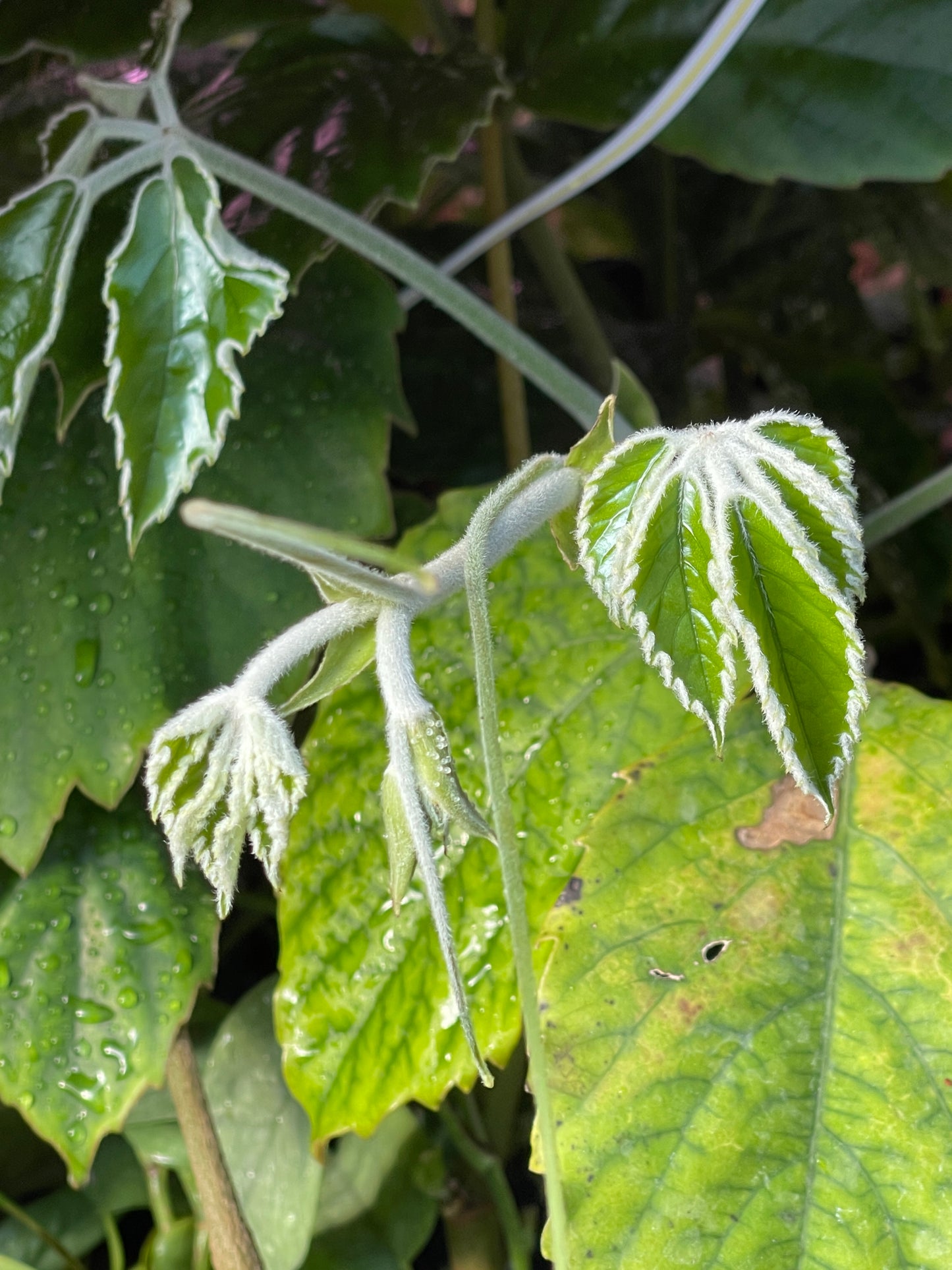 Tetrastigma vionierianum