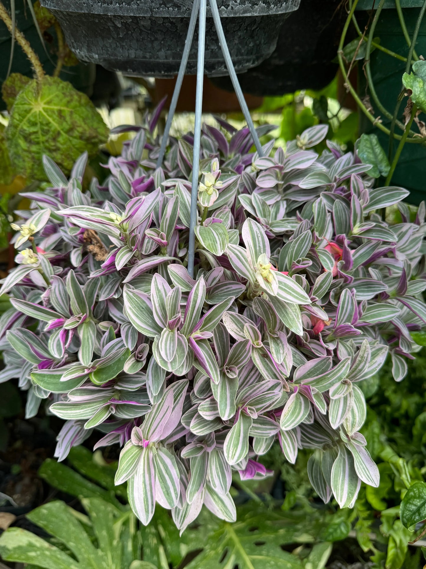 Tradescantia (Continental Group) EC-Trade-2011