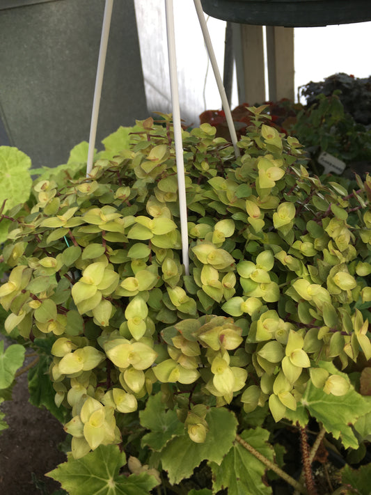 Callisia repens Copper Jewel