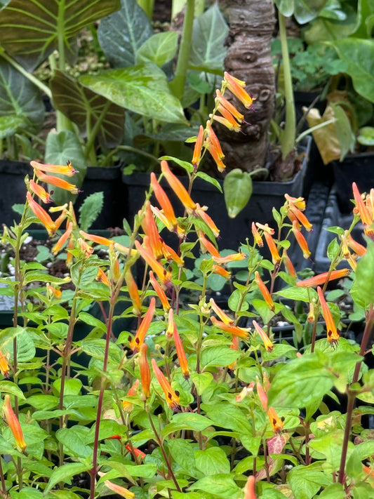 Cuphea Caribbean Sunset