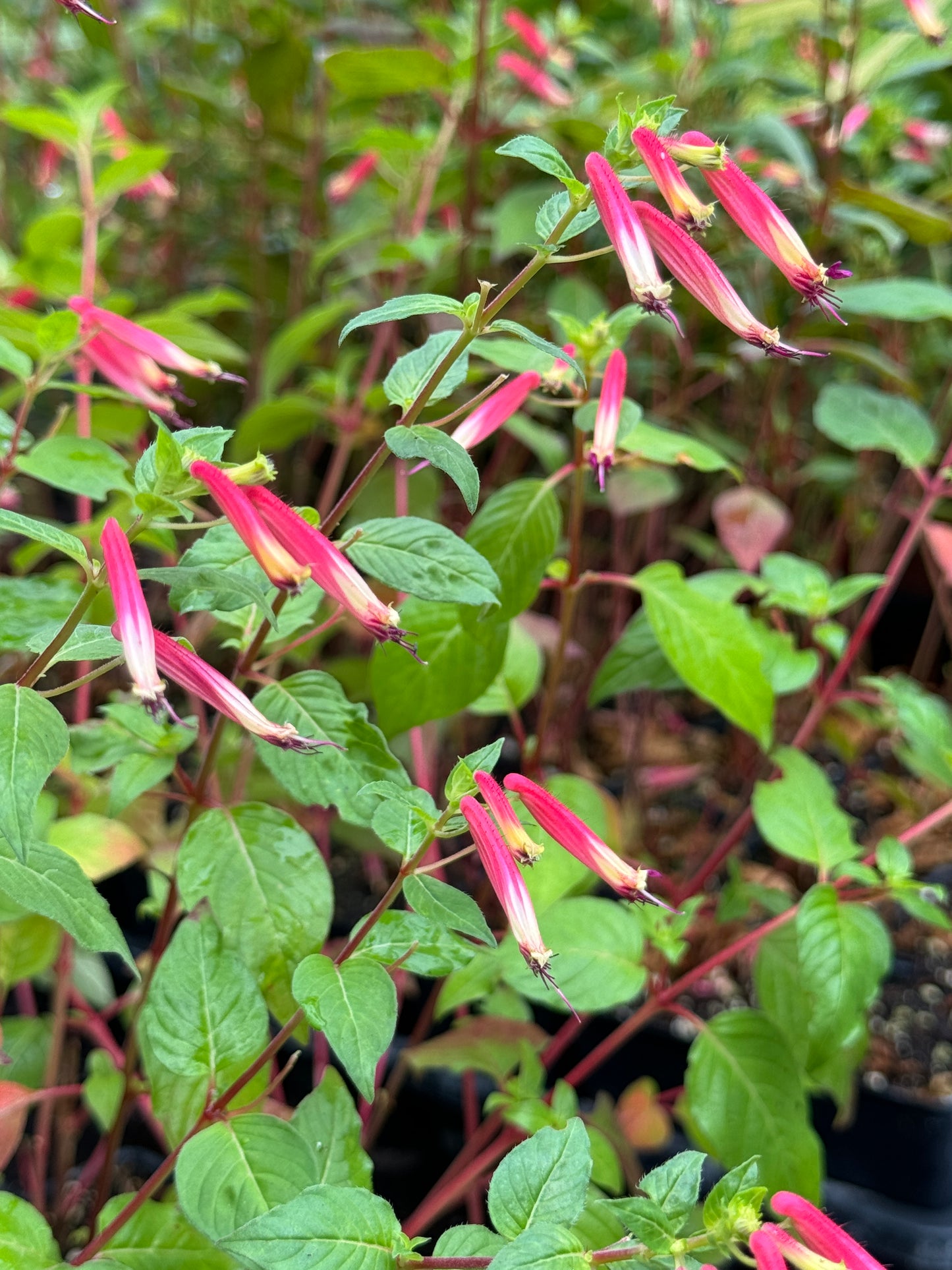 Cuphea Hummingbird's Lunch