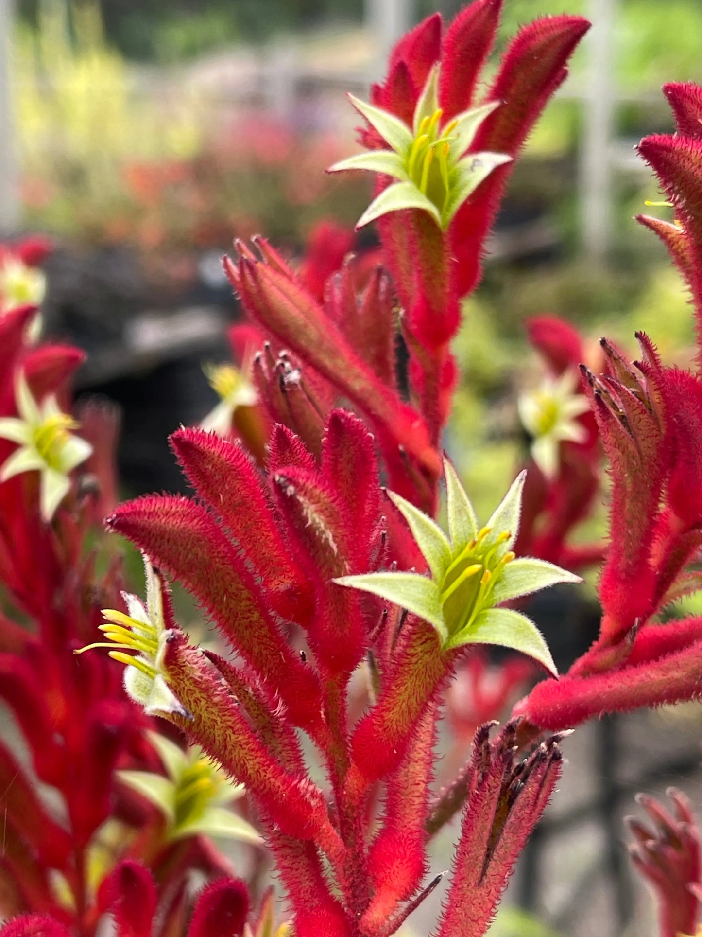 Anigozanthos Bush Ranger - Mason House Garden