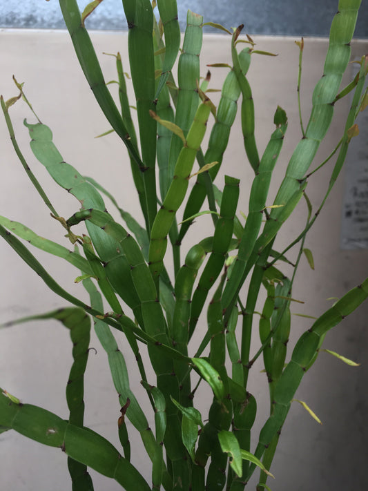 Homalocladium platycladum