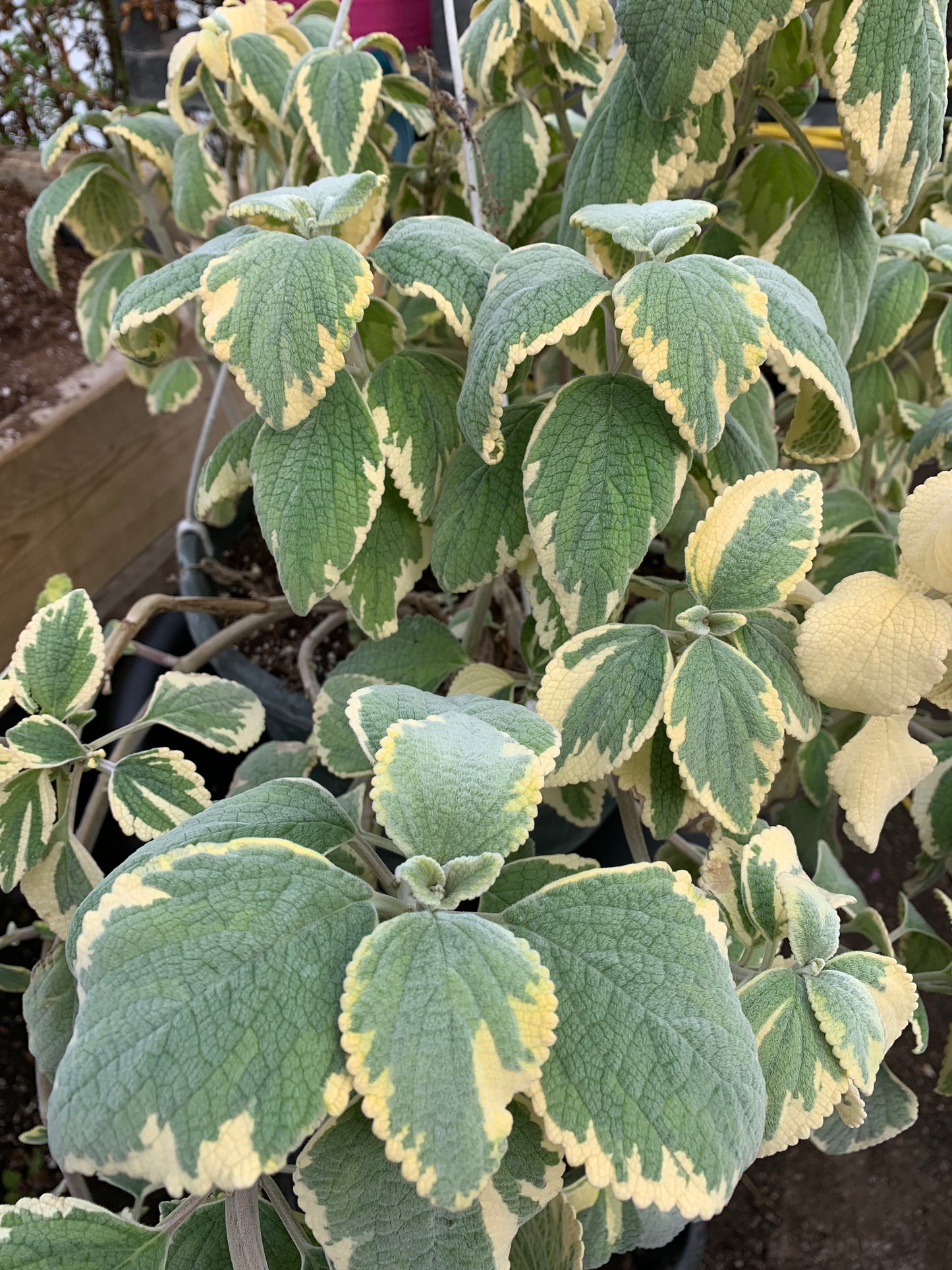 Plectranthus argentatus Hill House