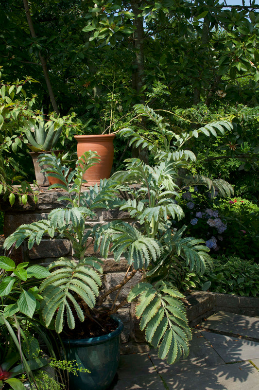 Melianthus major