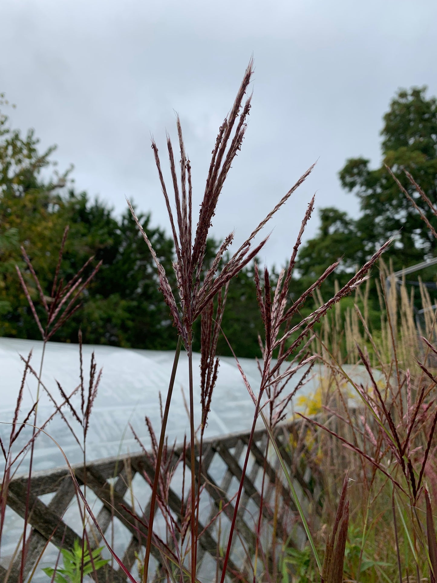 Miscanthus sinensis Ibiza