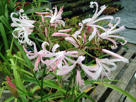 Nerine Bianca Perla
