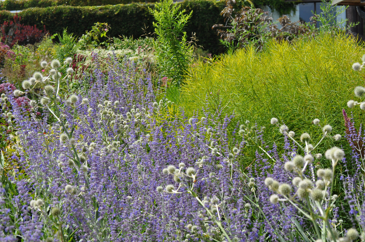 Eryngium yuccifolium