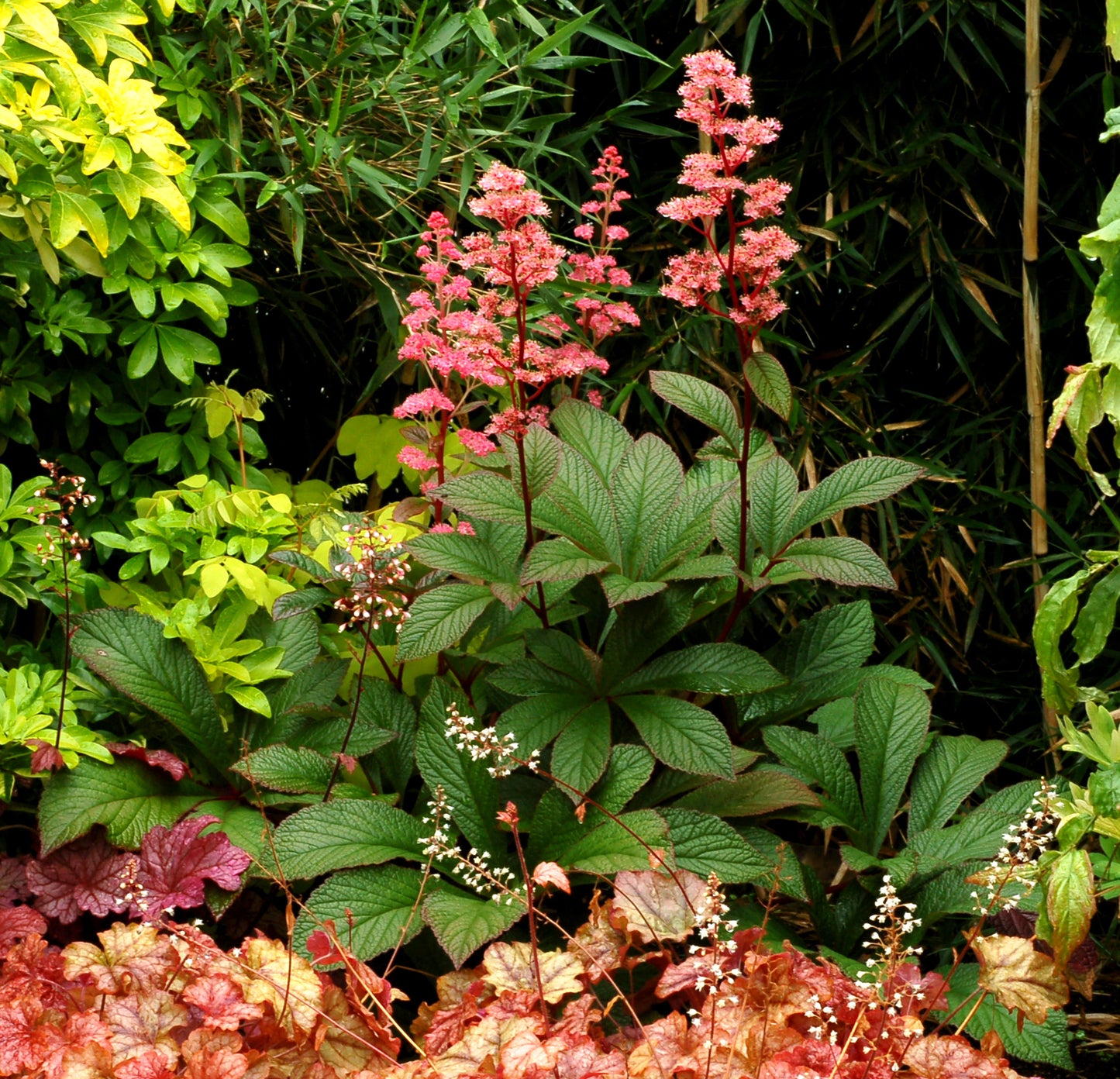 Rodgersia pinnata Bronze Peacock