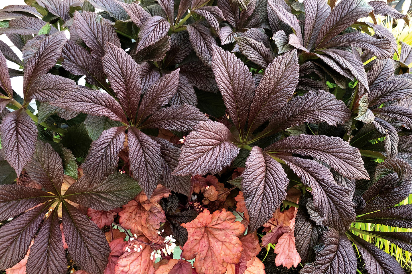 Rodgersia pinnata Bronze Peacock