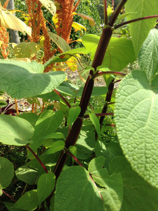 Salvia madrensis Redneck Girl