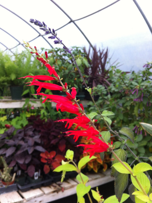 Salvia elegans Golden Delicious