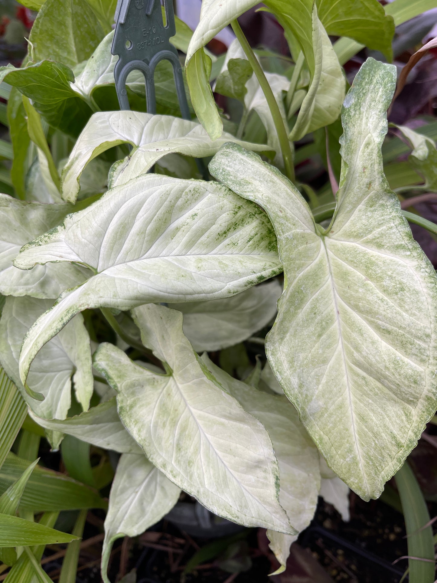Syngonium Holly M