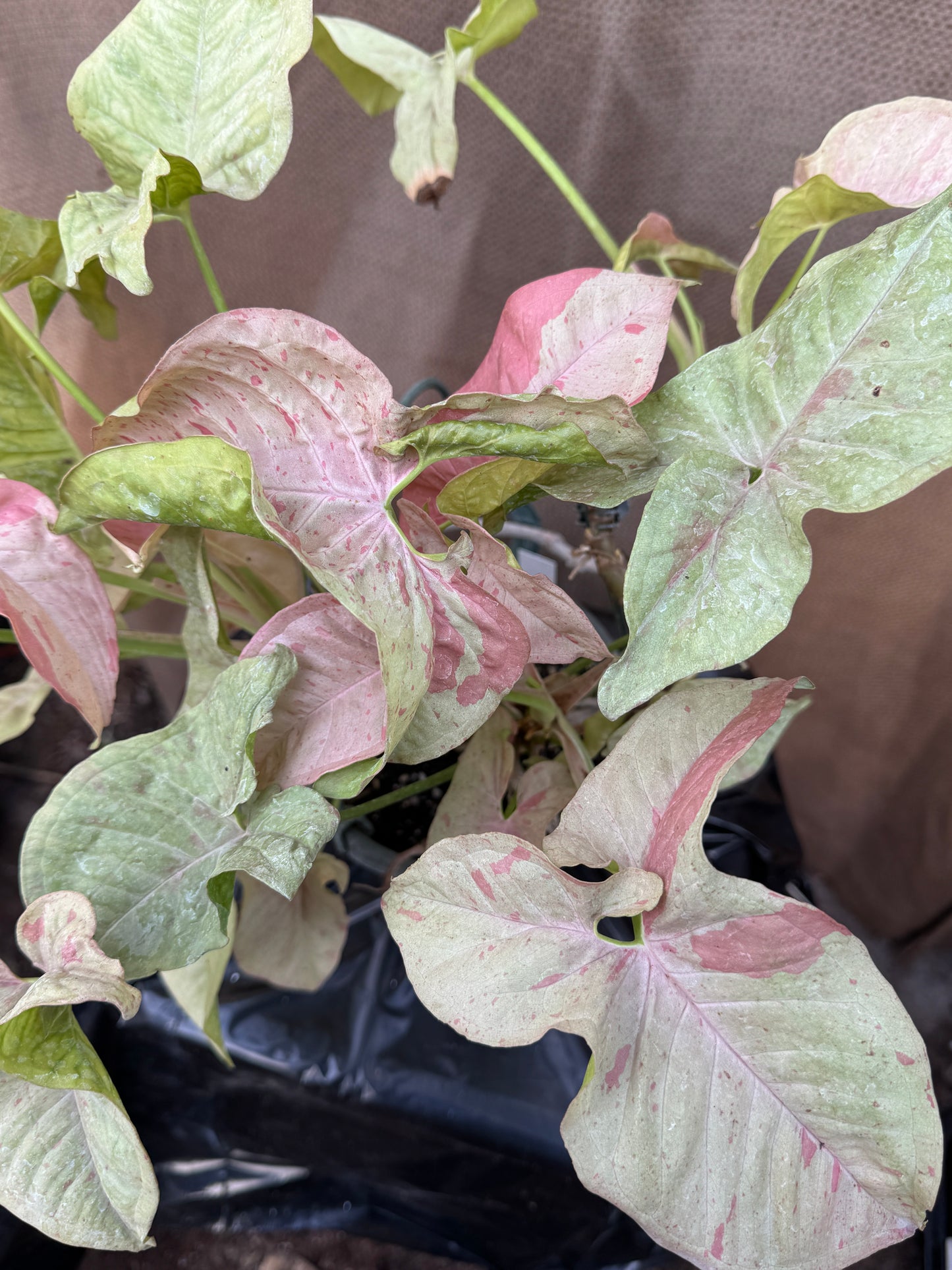 Syngonium Pink Spot