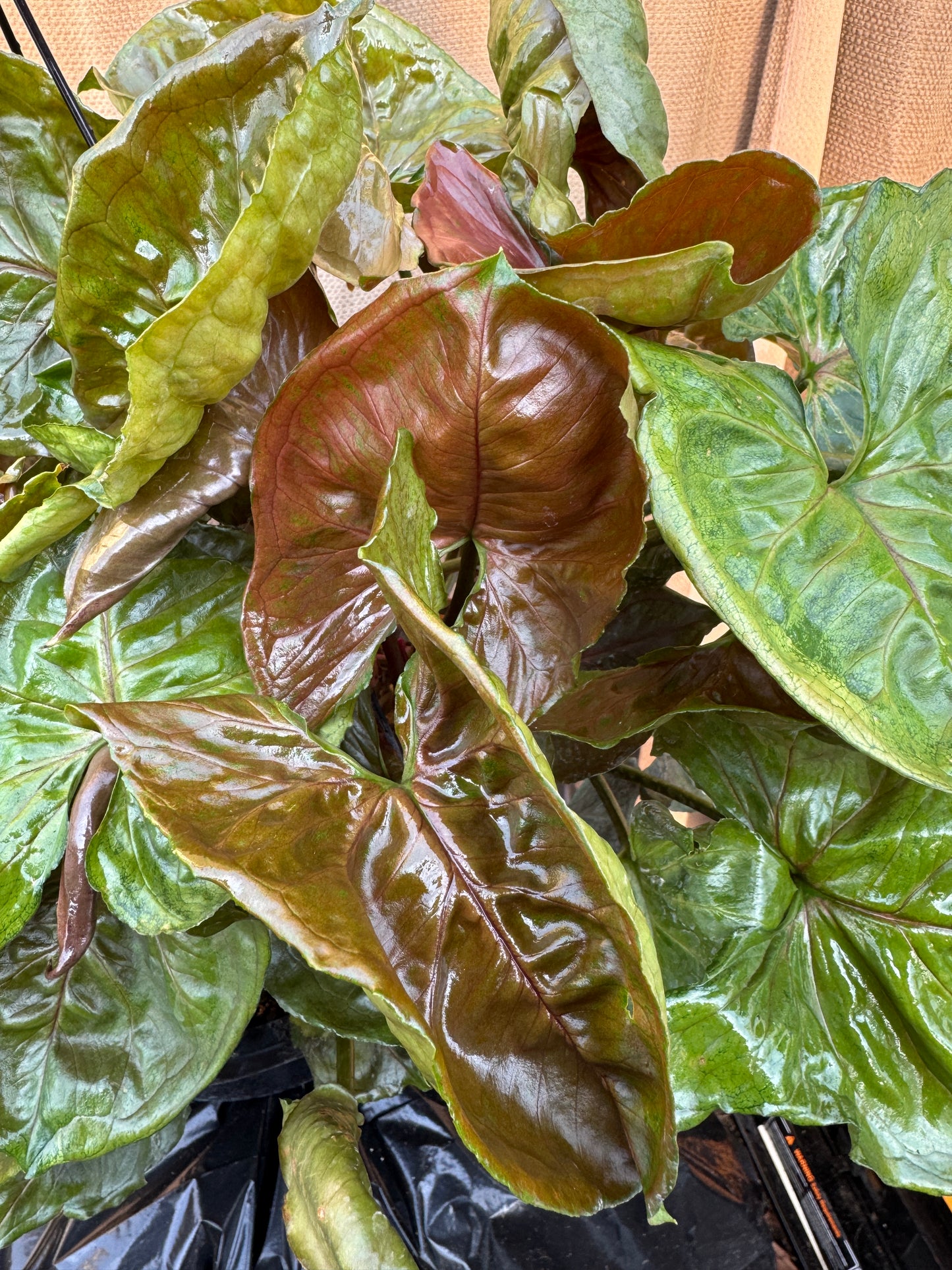 Syngonium Plum Allusion