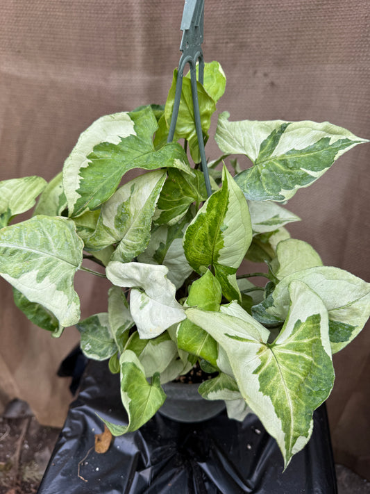 Syngonium 3 Kings