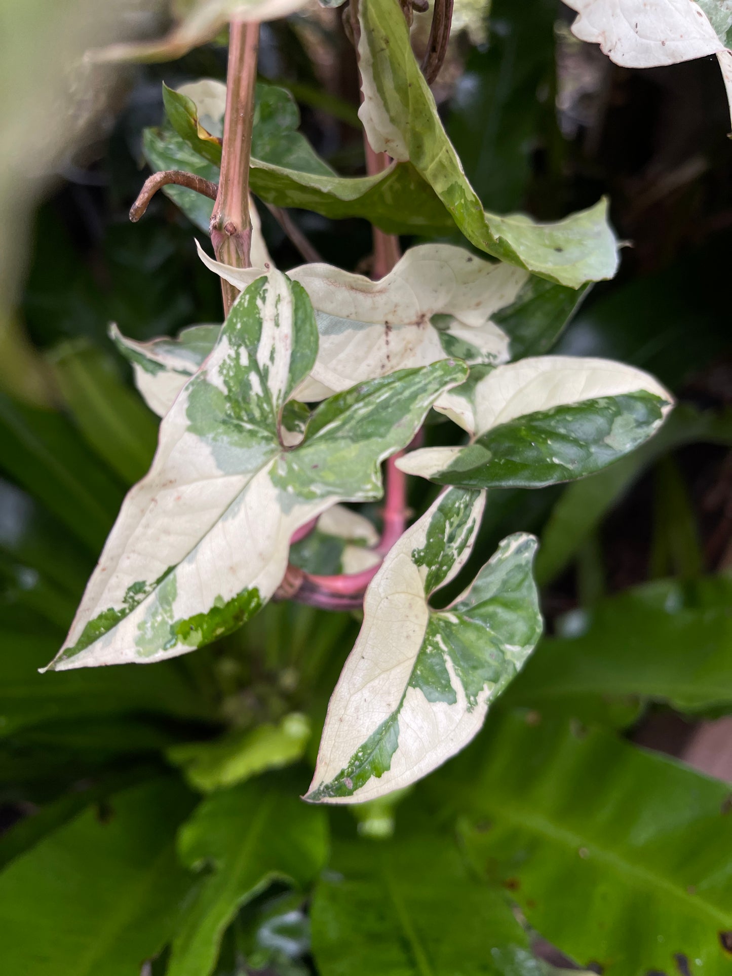 Syngonium podophyllum Albo Variegatum