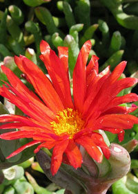 Maleophora Tequila Sunrise