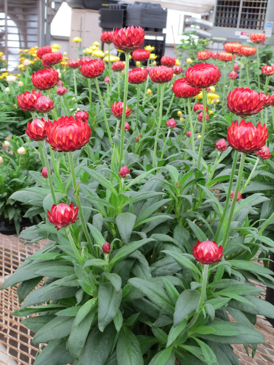 Bracteantha Granvia Crimson Sun - Mason House Garden