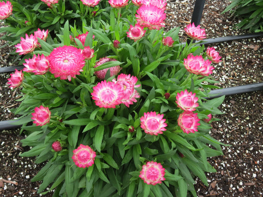 Bracteantha Granvia Pink