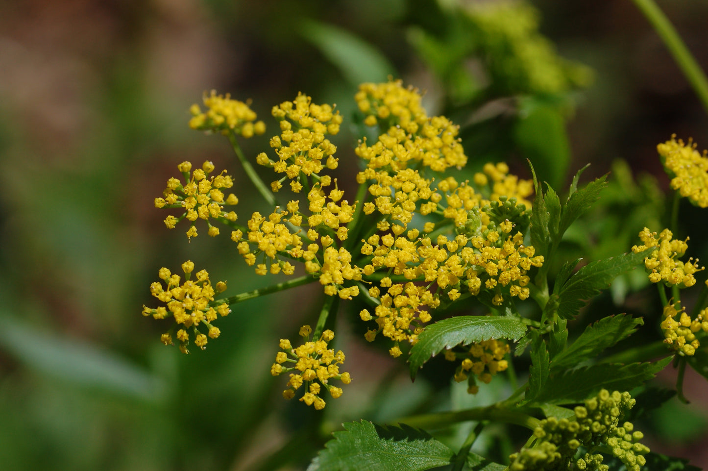 Zizia aurea