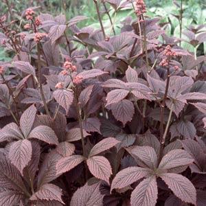 Rodgersia pinnata Chocolate Wings