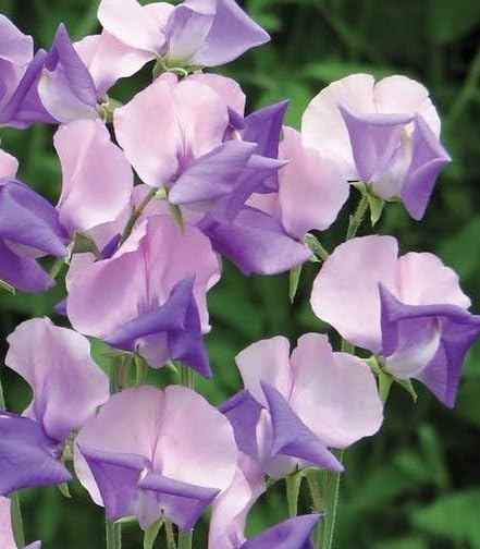 Sweet Pea Erewhon