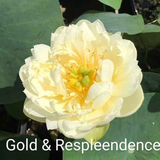 Lotus 'Gold and Resplendence'
