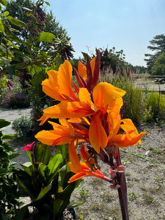 Canna Pacific Beauty