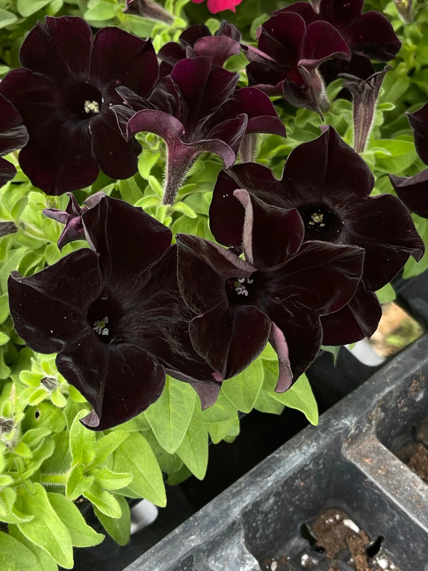 Petunia Crazytunia Black Mamba