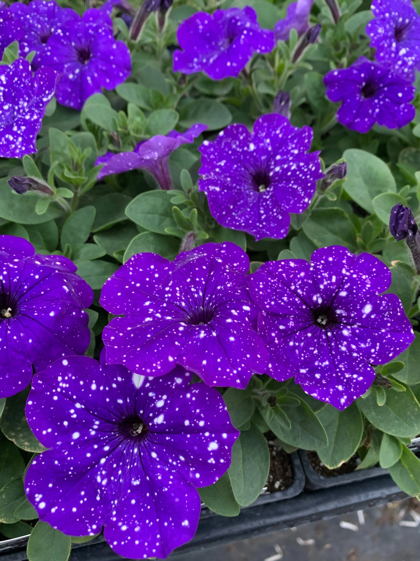 Petunia Splash Dance Bolero Blue