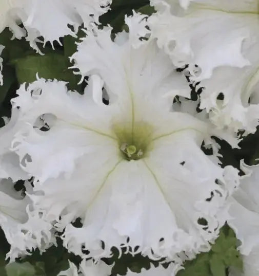 Petunia Lace Veil