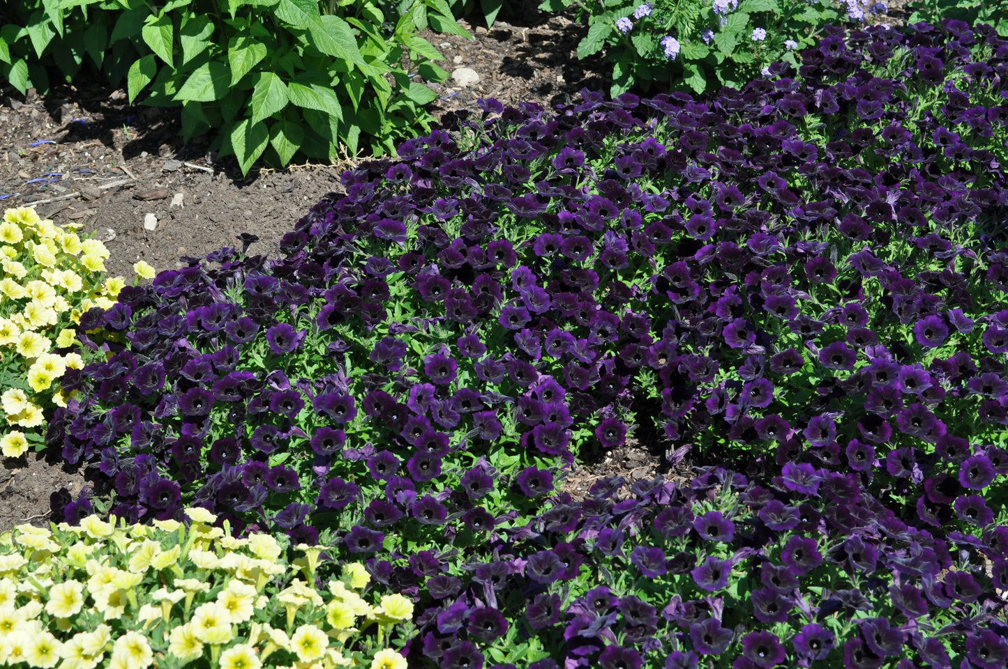 Petunia Mini Vista Midnight