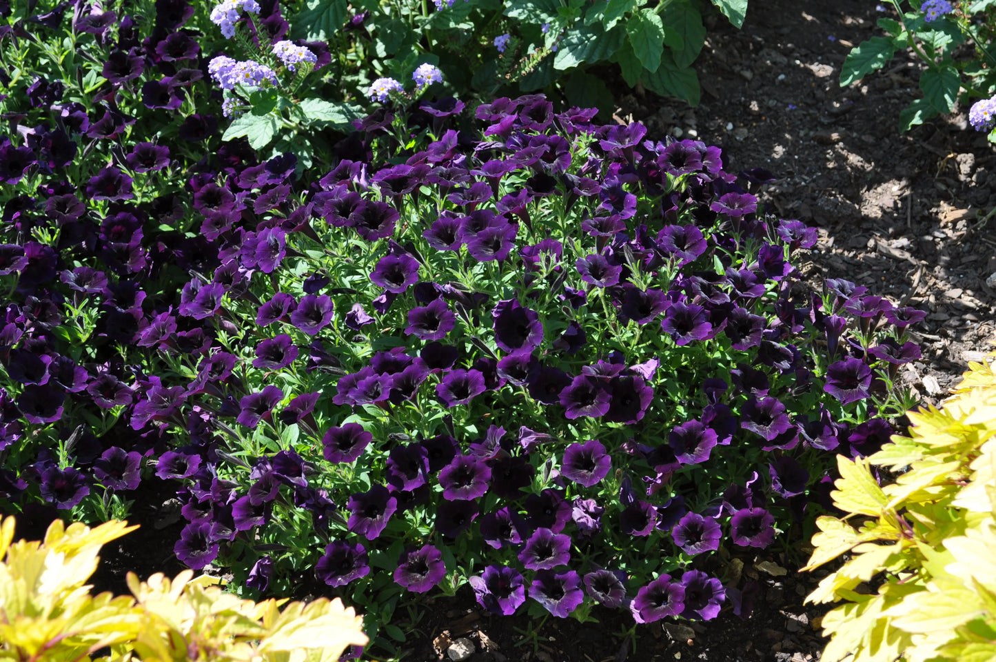 Petunia Mini Vista Midnight