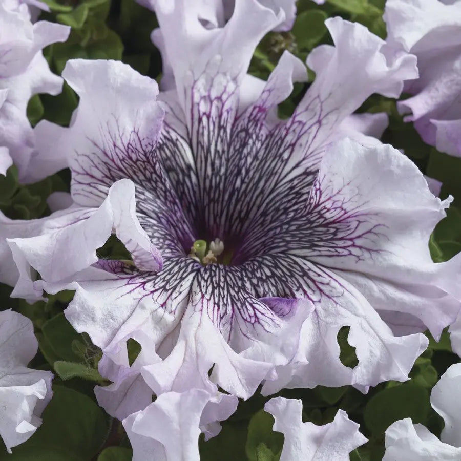 Petunia Superbissima Giant Alba