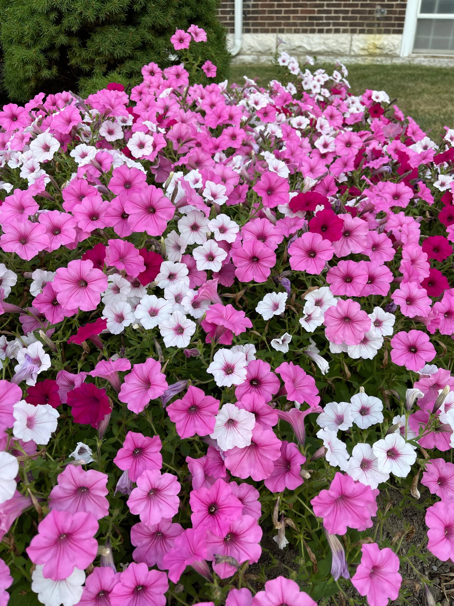 Petunia Vista Silverberry