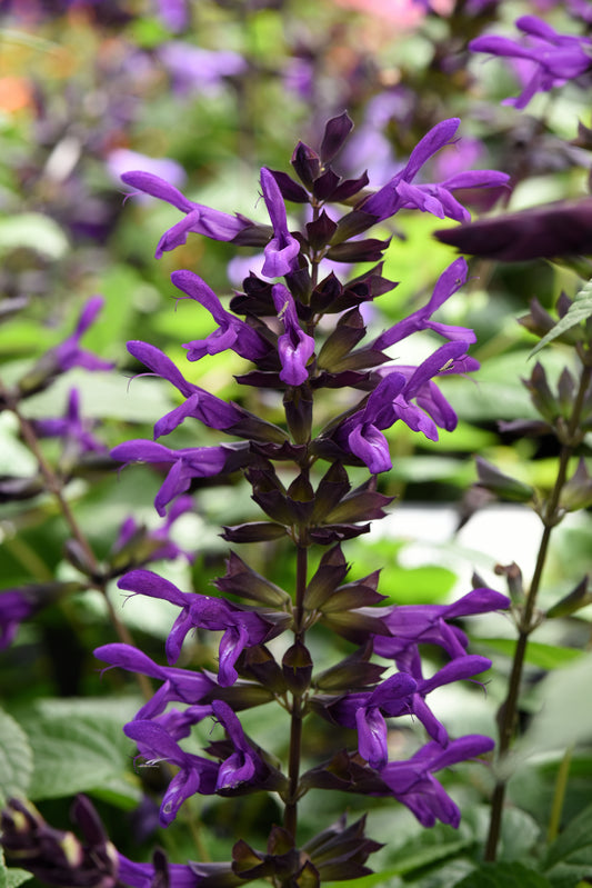 Salvia Purple and Bloom