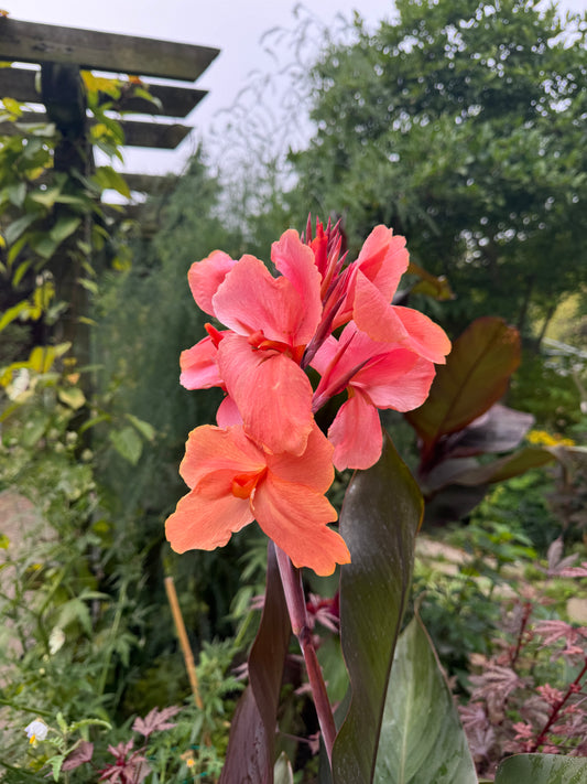 Canna Tropical Cocktail