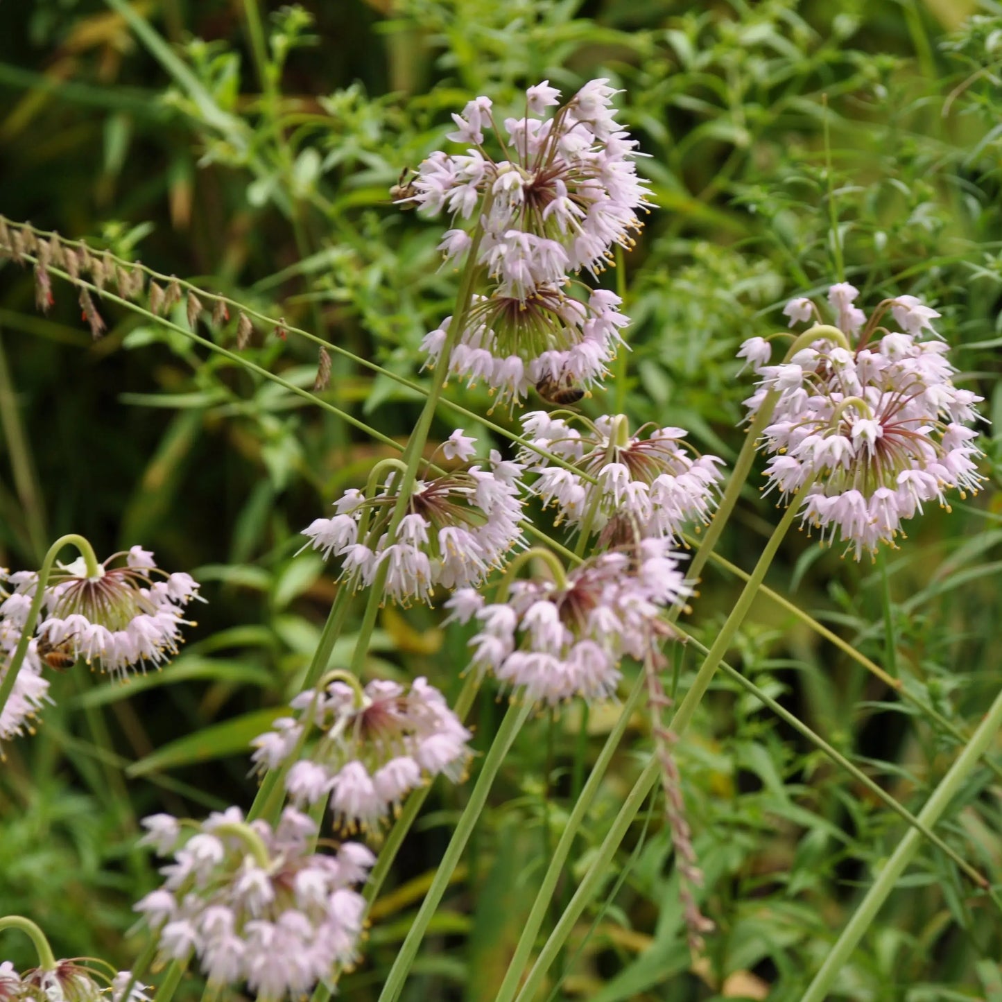 Allium cernuum