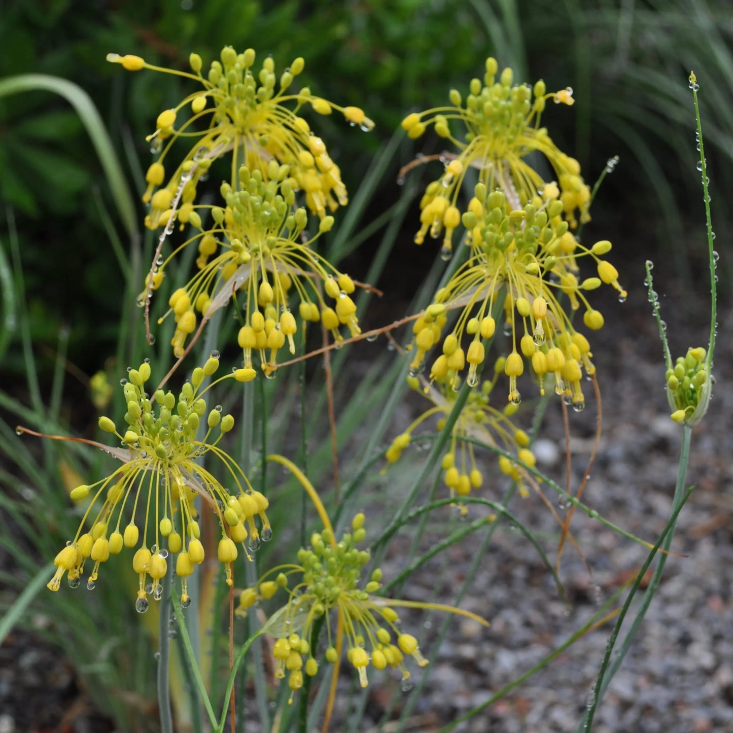 Allium flavum