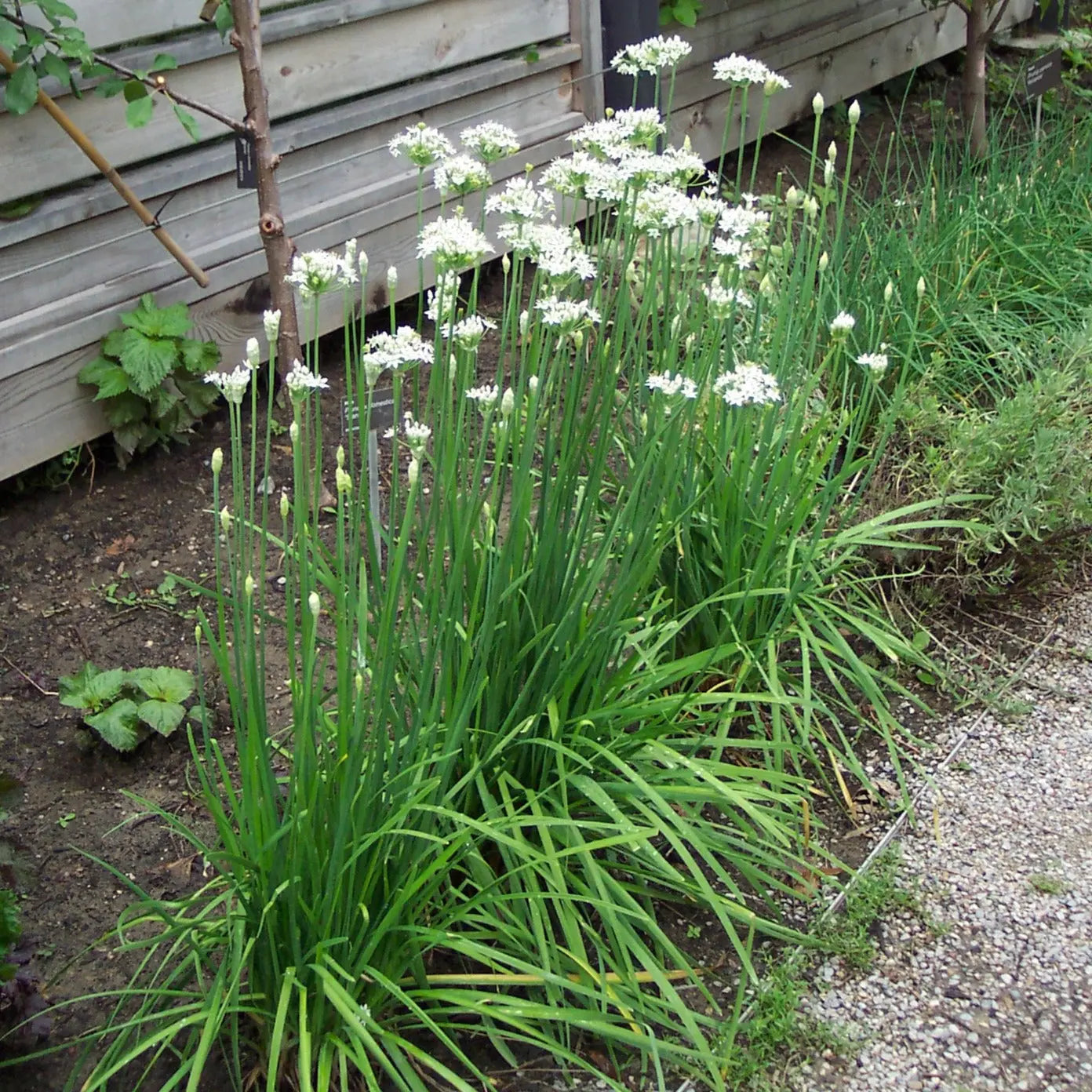 Allium tuberosum