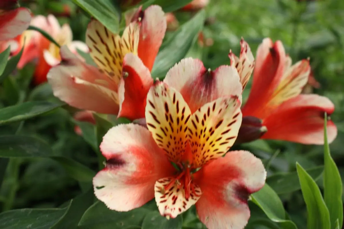 Alstroemeria Inca Husky