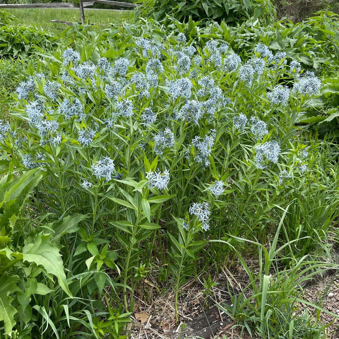 Amsonia tabernaemontana v salicifolia