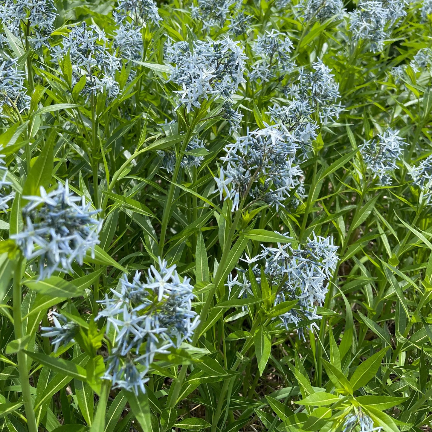 Amsonia tabernaemontana v salicifolia