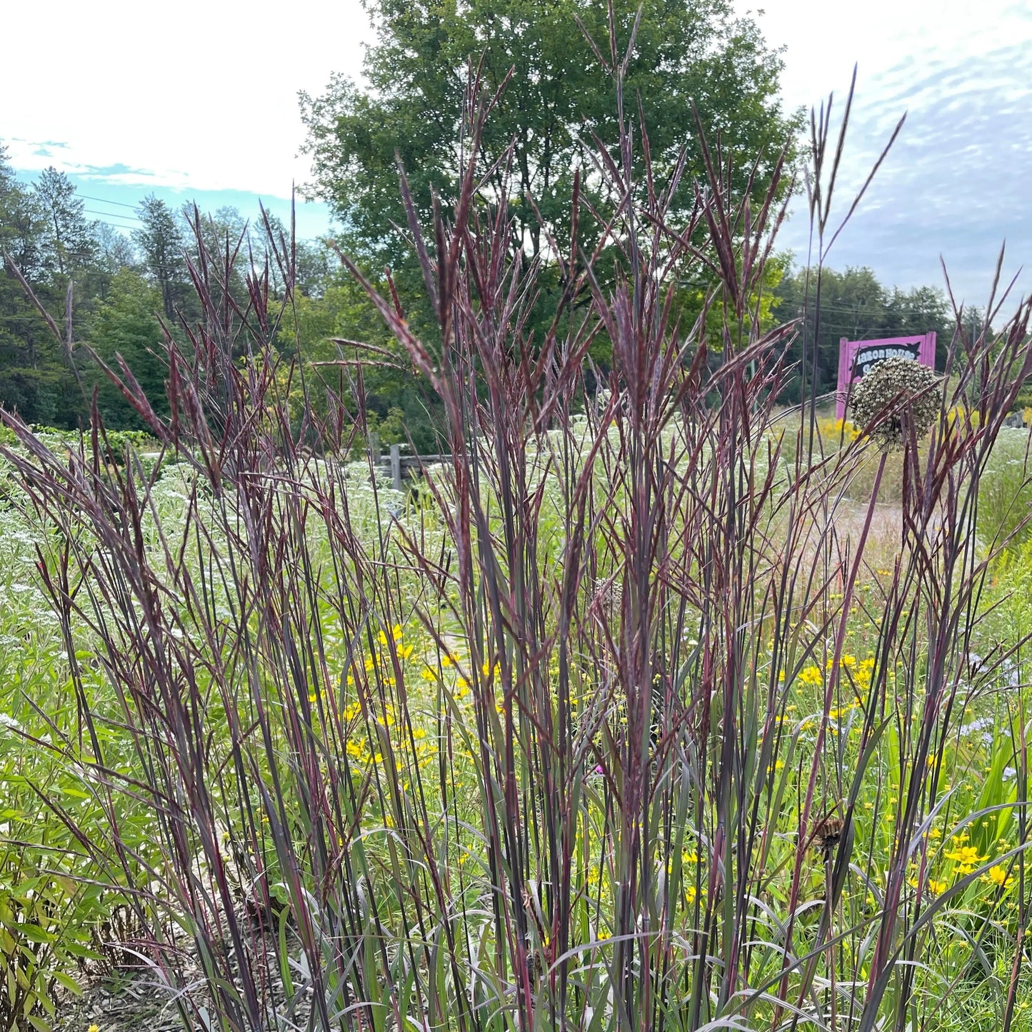 Andropogon Blackhawks