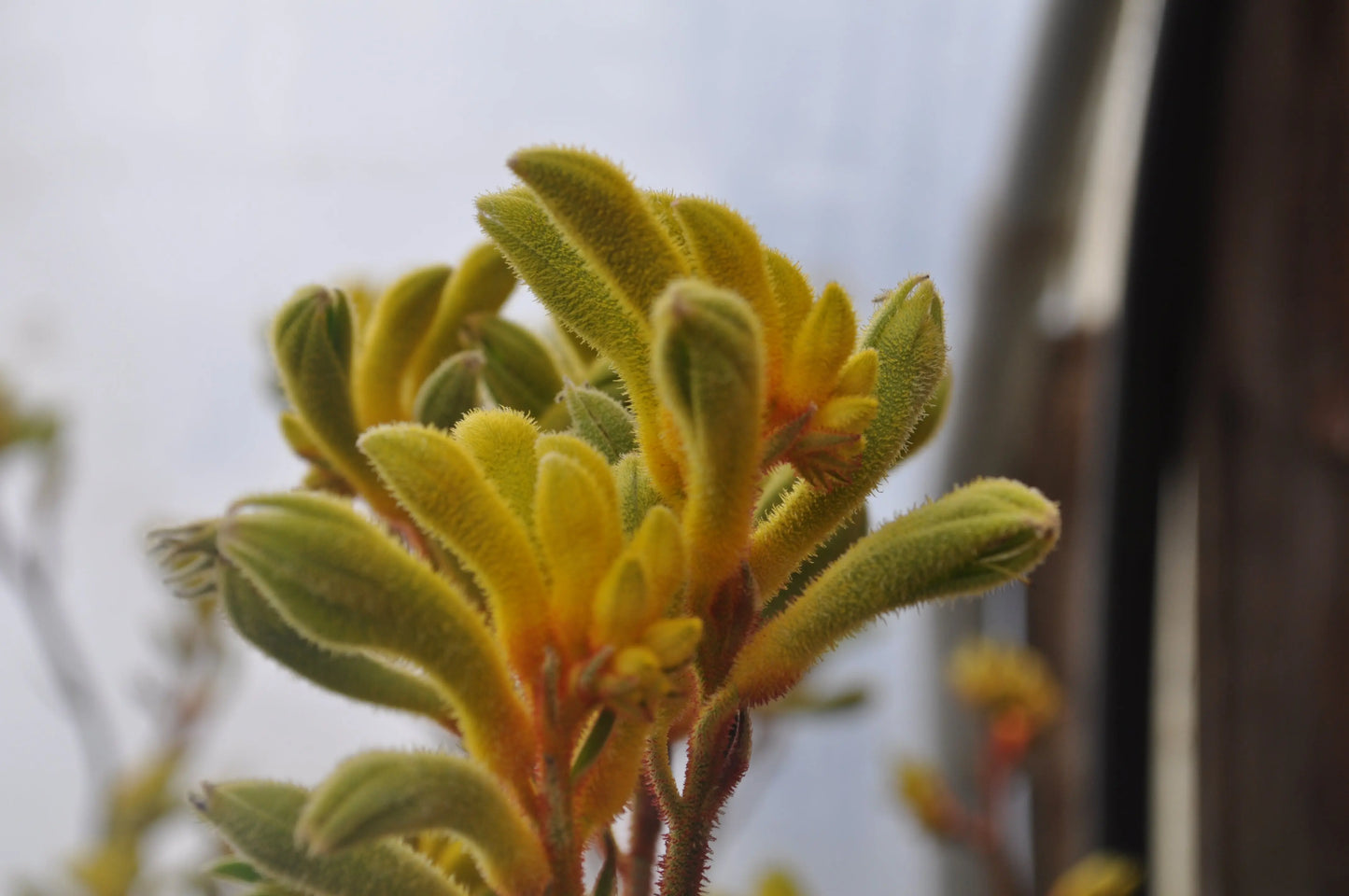 Anigozanthos Bush Dawn