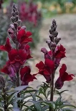Antirrhinum Black Prince